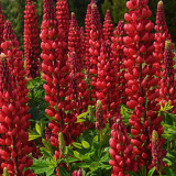 Red Lupin Seeds - Easy to Grow, Bright Red Flowers, Long Blooming Period, Ideal for Cut Flowers