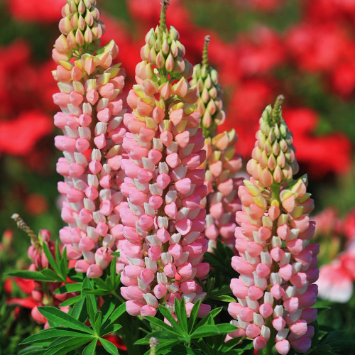 Pink Lupin Seeds - Elegant Pink Flower Spikes, Easy to Grow and Low Maintenance, Ideal for Cut Flowers