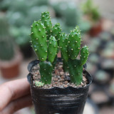 Cylindropuntia leptocaulis | Money Hand Cactus, Low-Maintenance & Beginner-Friendly Indoor Succulent