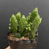 Cylindropuntia leptocaulis | Money Hand Cactus, Low-Maintenance & Beginner-Friendly Indoor Succulent