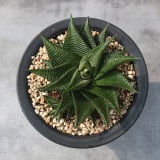 Haworthiopsis limifolia | Fairy Washboard Succulent, Indoor Plant with Low Maintenance
