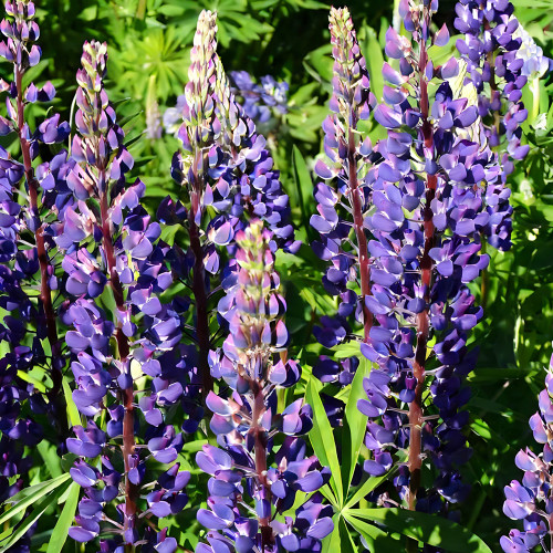 Blue Lupin Seeds - Easy to Grow, Fast Growth, Ideal for Large-Scale Planting and Floral Arrangements
