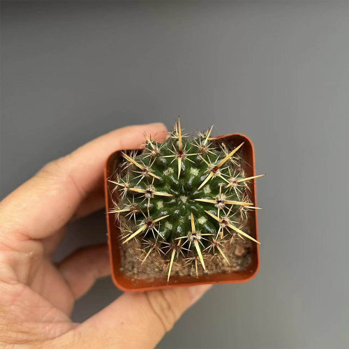 Parodia submammulosus Cactus for Sale | Tom Thumb Cactus, Low-Maintenance Indoor & Outdoor Desk Plant