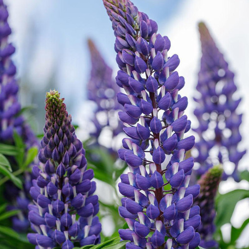 Blue Lupin Seeds - Easy to Grow, Fast Growth, Ideal for Large-Scale Planting and Floral Arrangements
