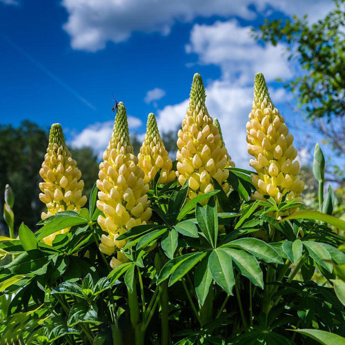 Yellow Lupin Seeds - Tall Yellow Flower Spikes, Easy-to-Grow Garden Plant