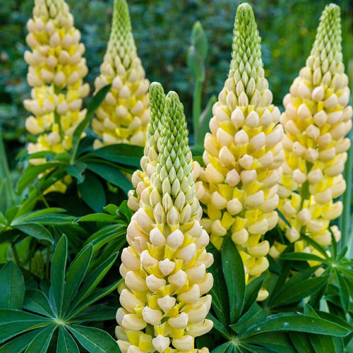 Yellow Lupin Seeds - Tall Yellow Flower Spikes, Easy-to-Grow Garden Plant