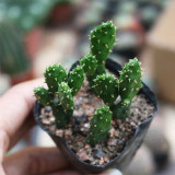 Cylindropuntia leptocaulis | Money Hand Cactus, Low-Maintenance & Beginner-Friendly Indoor Succulent