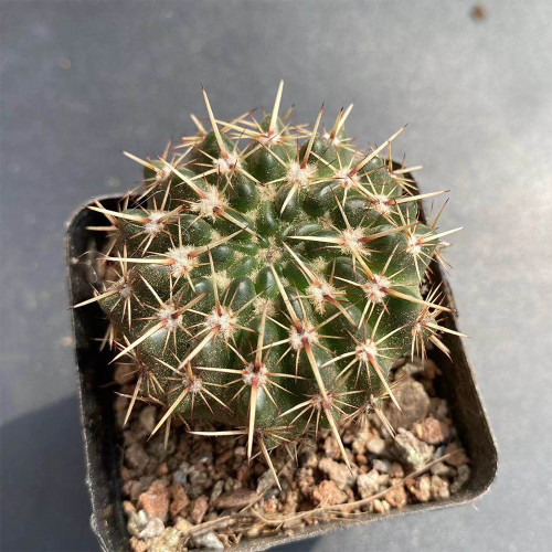 Parodia submammulosus Cactus for Sale | Tom Thumb Cactus, Low-Maintenance Indoor & Outdoor Desk Plant