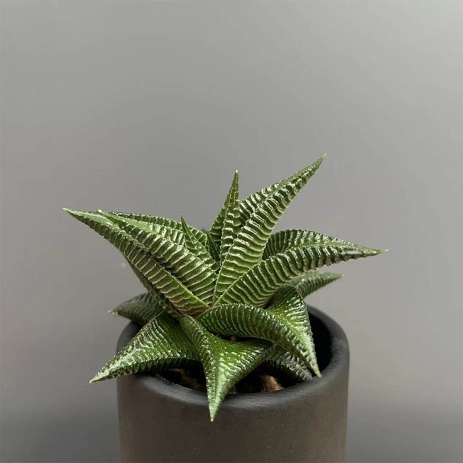 Haworthiopsis limifolia | Fairy Washboard Succulent, Indoor Plant with Low Maintenance