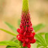 Red Lupin Seeds - Easy to Grow, Bright Red Flowers, Long Blooming Period, Ideal for Cut Flowers
