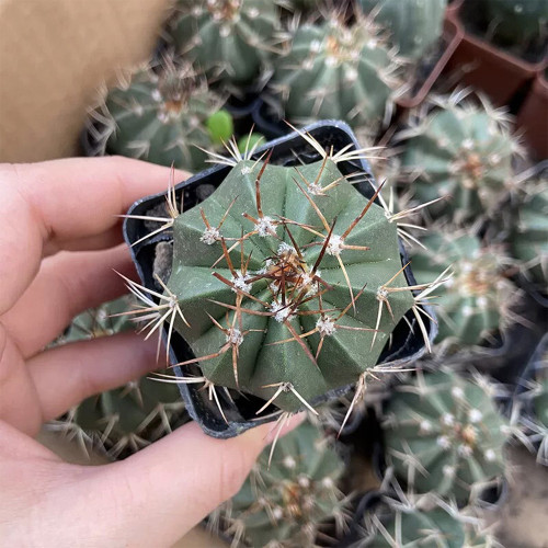Melocactus amoenus for Sale | Rare Turk's Cap Cactus with Woolly Cephalium, Low-Maintenance Indoor Succulent