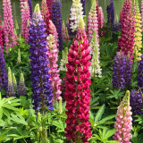 Mixed Color Lupin Seeds - Easy to Grow, Colorful Flower Spikes, Ideal for Temperate Gardens
