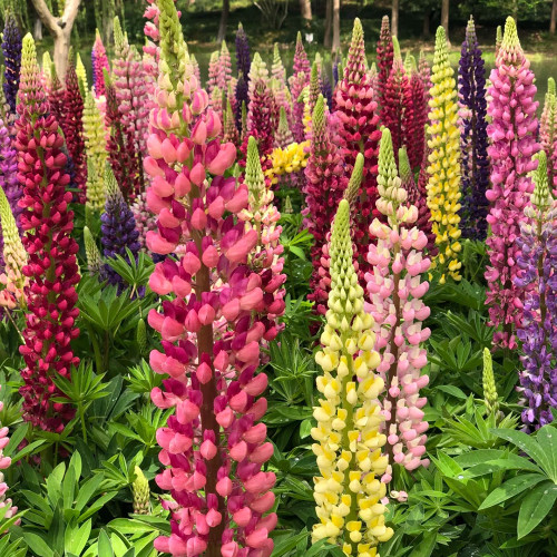 Mixed Color Lupin Seeds - Easy to Grow, Colorful Flower Spikes, Ideal for Temperate Gardens