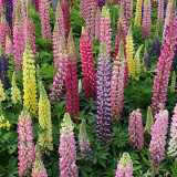 Mixed Color Lupin Seeds - Easy to Grow, Colorful Flower Spikes, Ideal for Temperate Gardens