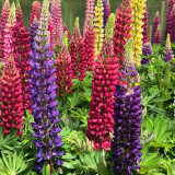 Mixed Color Lupin Seeds - Easy to Grow, Colorful Flower Spikes, Ideal for Temperate Gardens