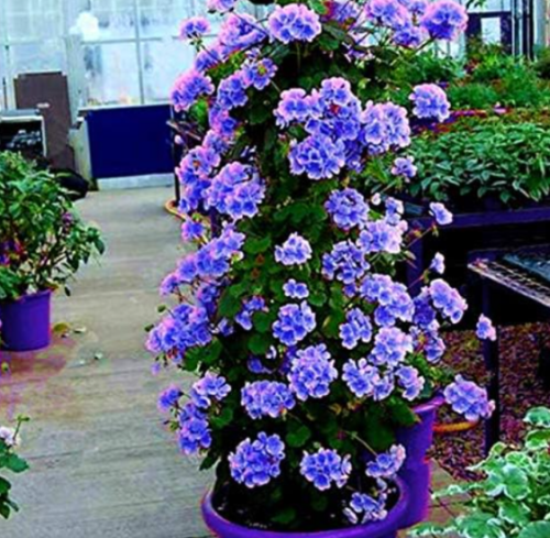 Rare Climbing Geranium Seed Pelargonium Peltatum