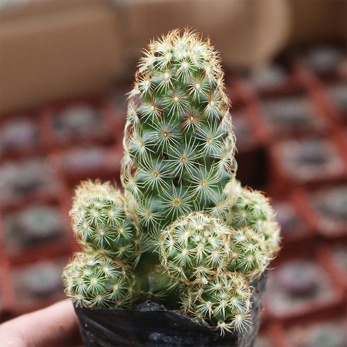 Mammillaria gracilis for Sale – Thimble Cactus, Low Maintenance & Beginner-Friendly Clumping Succulent