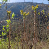 Aralia Shoots Seeds - Grow Medicinal Wild Vegetable with High Nutritional Value