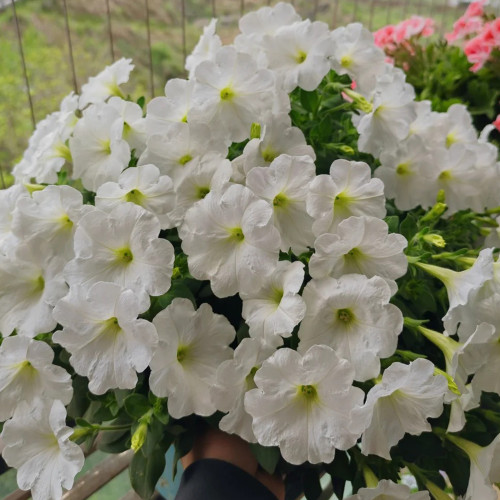 White Hybrid Petunia Seeds - Compact, Long Blooming, Versatile Cut Flower for Garden Decoration