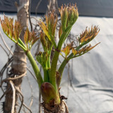 Aralia Shoots Seeds - Grow Medicinal Wild Vegetable with High Nutritional Value