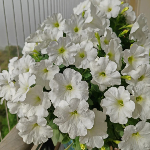 White Hybrid Petunia Seeds - Compact, Long Blooming, Versatile Cut Flower for Garden Decoration