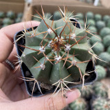 Melocactus amoenus for Sale | Rare Turk's Cap Cactus with Woolly Cephalium, Low-Maintenance Indoor Succulent