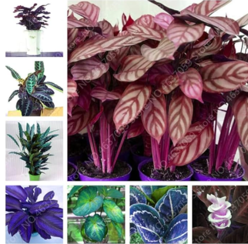 Rare America Calathea Air Freshening Plant Seeds (Color: Mixed)