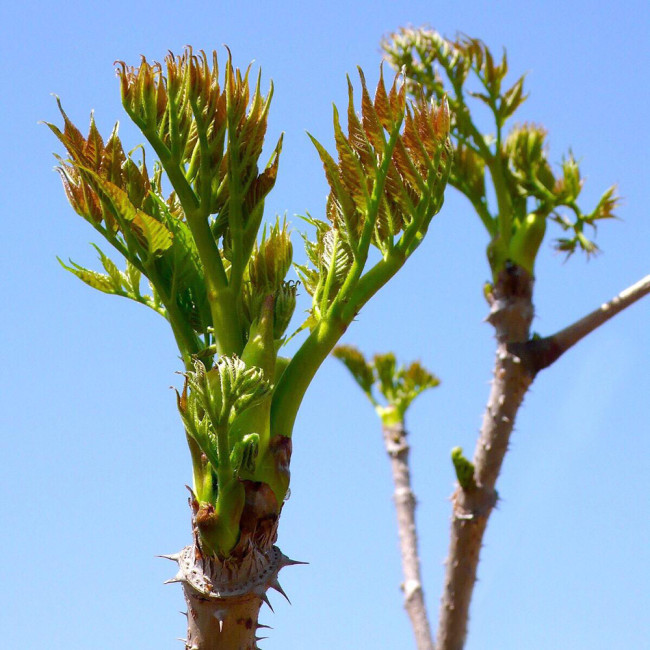 Aralia Shoots Seeds - Grow Medicinal Wild Vegetable with High Nutritional Value