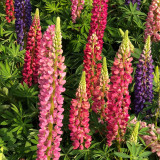 Mixed Color Lupin Seeds - Easy to Grow, Colorful Flower Spikes, Ideal for Temperate Gardens