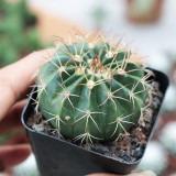 Melocactus amoenus for Sale | Rare Turk's Cap Cactus with Woolly Cephalium, Low-Maintenance Indoor Succulent