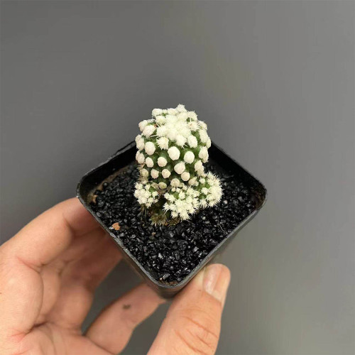 Mammillaria gracilis 'Arizona Snowcap' for Sale | Fluffy White Spines Compact Live Succulent Plant