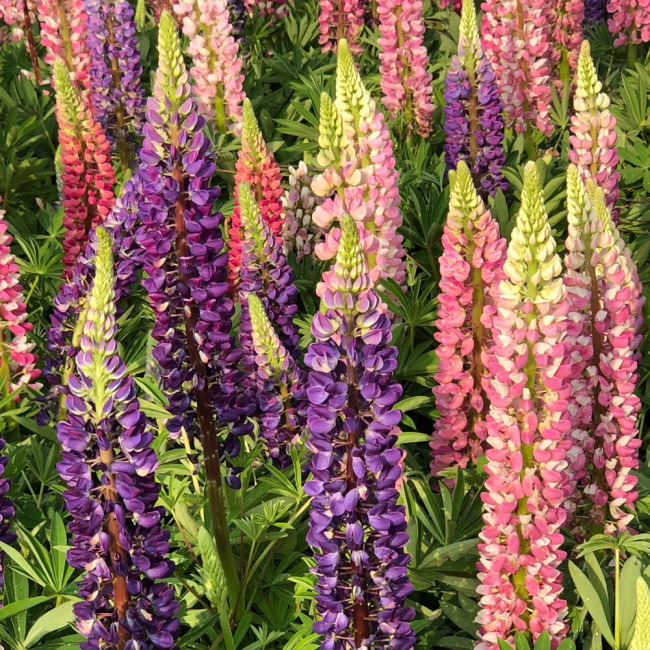 Mixed Color Lupin Seeds - Easy to Grow, Colorful Flower Spikes, Ideal for Temperate Gardens