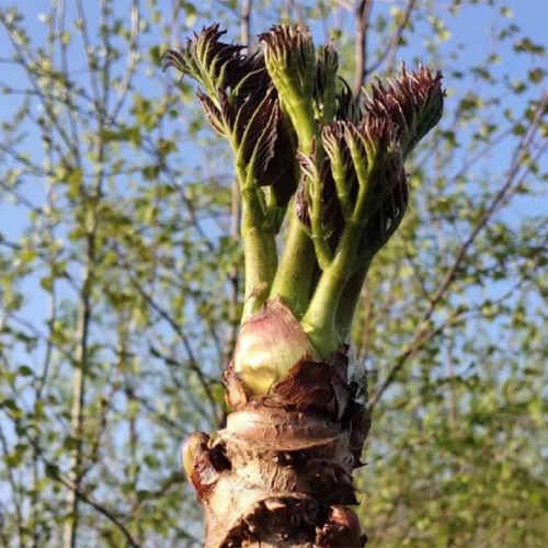 Aralia Shoots Seeds - Grow Medicinal Wild Vegetable with High Nutritional Value