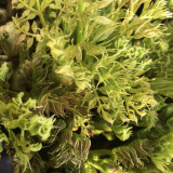 Aralia Shoots Seeds - Grow Medicinal Wild Vegetable with High Nutritional Value