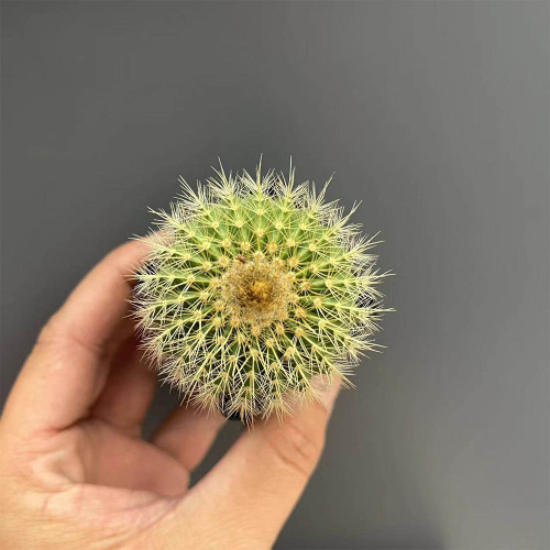 Parodia schumanniana for Sale | Golden Ball Cactus, Compact Globe Shape with Soft Golden Spines