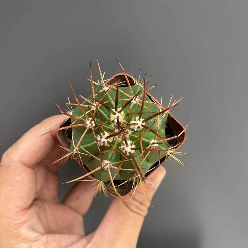 Melocactus amoenus for Sale | Rare Turk's Cap Cactus with Woolly Cephalium, Low-Maintenance Indoor Succulent