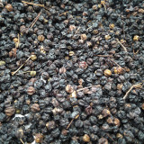 Aralia Shoots Seeds - Grow Medicinal Wild Vegetable with High Nutritional Value