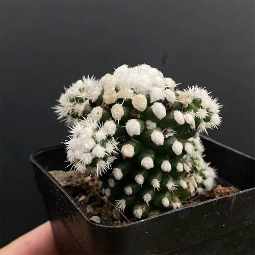 Mammillaria gracilis 'Arizona Snowcap' for Sale | Fluffy White Spines Compact Live Succulent Plant