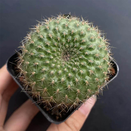 Rebutia minuscula | Compact Blooming Succulent, Low-Maintenance Indoor/Outdoor Fuzzy Golden Spine Cactus