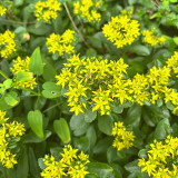 Sedum aizoon Seeds - Low-growing Succulent Plants for Green Roofs and Rock Gardens