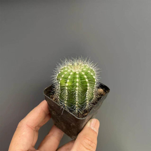 Parodia magnifica - Silver Ball Cactus, Beginner-Friendly Compact Succulent, Low-Maintenance Indoor Plant
