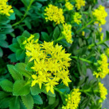 Sedum aizoon Seeds - Low-growing Succulent Plants for Green Roofs and Rock Gardens