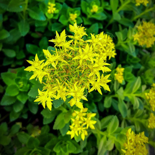 Sedum aizoon Seeds - Low-growing Succulent Plants for Green Roofs and Rock Gardens