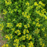 Sedum aizoon Seeds - Low-growing Succulent Plants for Green Roofs and Rock Gardens