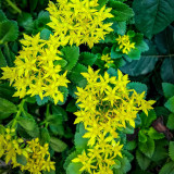 Sedum aizoon Seeds - Low-growing Succulent Plants for Green Roofs and Rock Gardens