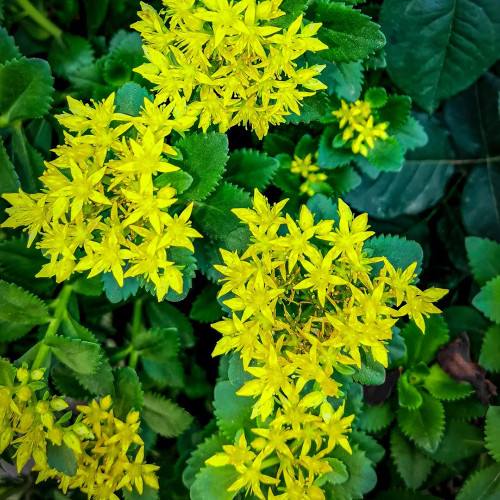 Sedum aizoon Seeds - Low-growing Succulent Plants for Green Roofs and Rock Gardens