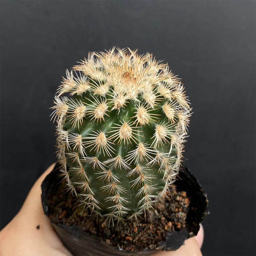 Echinocereus melanocentrus for Sale | Folding Ink Shrimp Cactus, Golden-Spined Columnar Plant with Pink Blooms