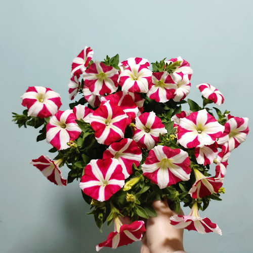 Red Star Hybrid Petunia Seeds - Premium Hybrid Variety, Easy to Cultivate, Ideal Choice for Gardeners and Landscapers