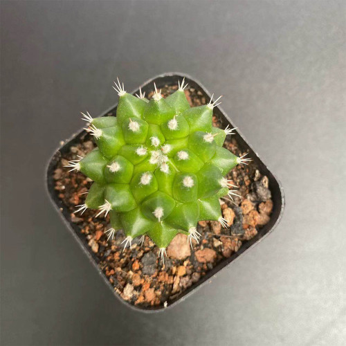 Mammillaria magnimamma 'Toluca' | Velvety Nipple Cactus, Low-Maintenance & Compact Indoor Plant