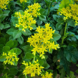 Sedum aizoon Seeds - Low-growing Succulent Plants for Green Roofs and Rock Gardens